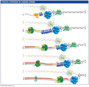 Summary of lagging strand synthesis steps
