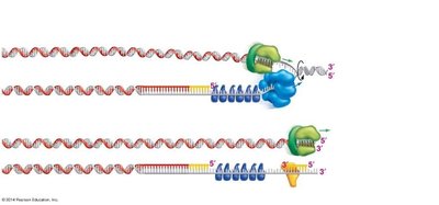 Problems with copying the ends of linear chromosomes