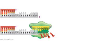 Telomerase extends the unreplicated end of the chromosome