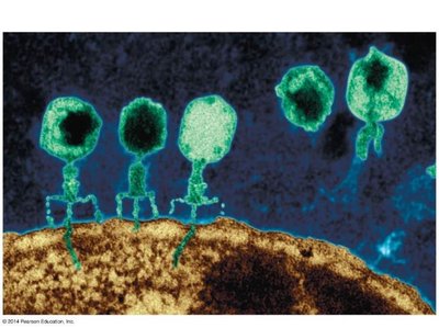 Electron micrograph of bacteriophages infecting a bacterial cell