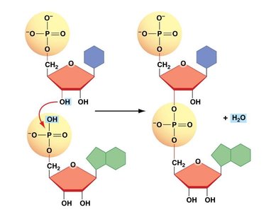 Formation of a phosphodiester bond between nucleotides