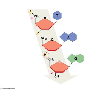 Primary structure of DNA showing the sugar-phosphate backbone and nitrogenous bases