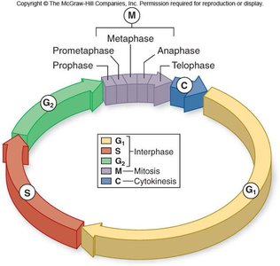 Diagram of the cell cycle with mitosis phases