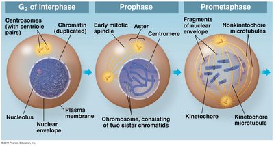 Prophase: chromosomes condensing and spindle forming