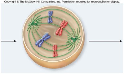 Prometaphase: chromosomes attach to spindle
