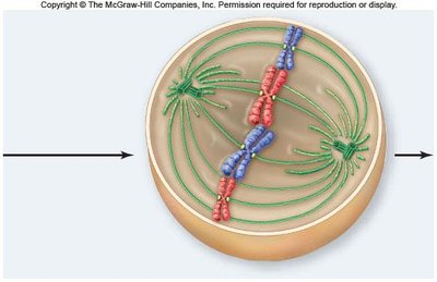 Prometaphase: chromosomes attach to spindle