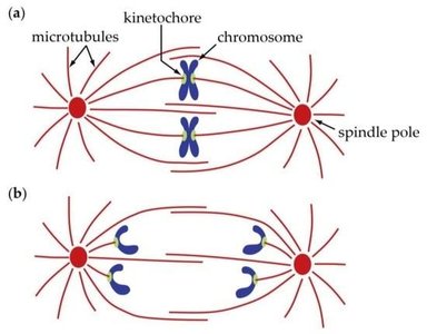 Anaphase: sister chromatids separating