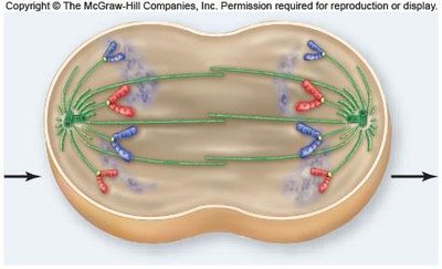 Anaphase: sister chromatids separating