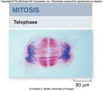 Anaphase: sister chromatids separating