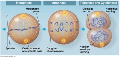 Telophase: nuclear envelope reforms