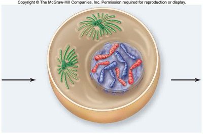 Prometaphase: chromosomes attach to spindle
