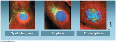 Prophase: chromosomes condensing and spindle forming