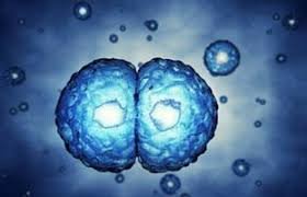 Cell division: two cells forming from one