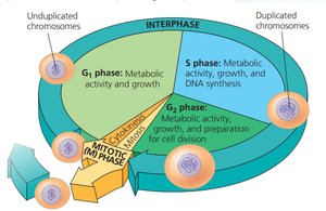 Detailed cell cycle diagram with chromosome status