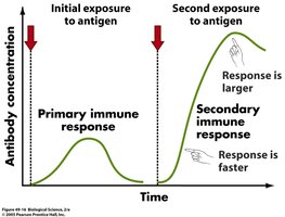 Primary and Secondary Immune Response