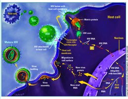 HIV infection mechanism