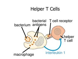 Helper T Cells and Macrophage Interaction