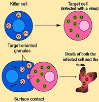 Killer cell mechanism