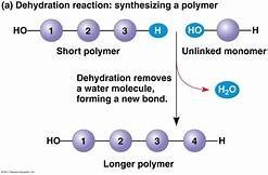 Dehydration reaction: synthesizing a polymer