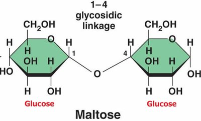 Maltose structure with glycosidic linkage