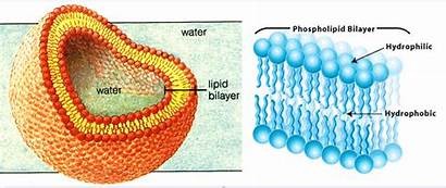 Phospholipid bilayer structure