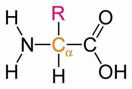 Amino acid structure