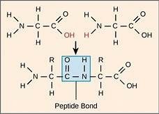 Peptide bond formation