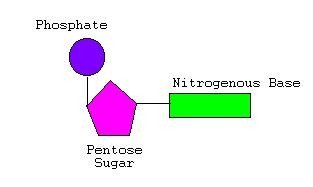 Nucleotide structure