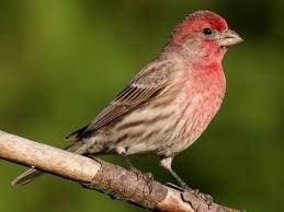 North American house finch