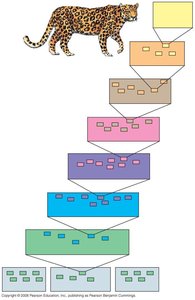 Taxonomic hierarchy with Panthera pardus