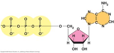 Structure of ATP showing ribose, adenine, and three phosphate groups