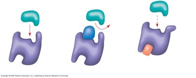 Competitive and noncompetitive inhibition of enzymes