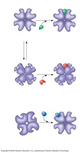 Allosteric regulation: activators and inhibitors