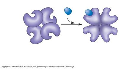 Cooperativity in allosteric enzymes
