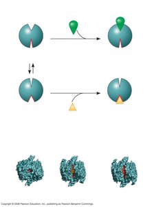 Allosteric inhibition of caspase enzyme