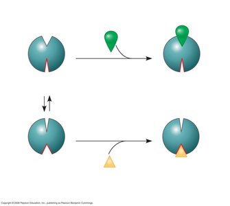 Allosteric inhibition of caspase enzyme (detailed)