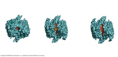 Allosteric inhibition of caspase enzyme (results)