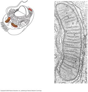 Localization of enzymes in mitochondria