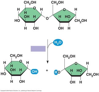 Hydrolysis of sucrose by sucrase into glucose and fructose