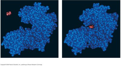 Enzyme-substrate complex formation and induced fit