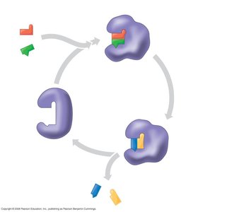 Steps of enzyme catalysis in the active site