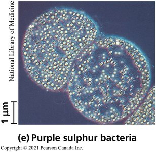 Purple sulphur bacteria
