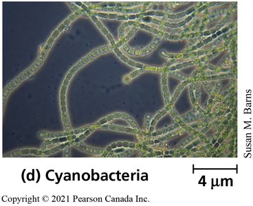 Cyanobacteria