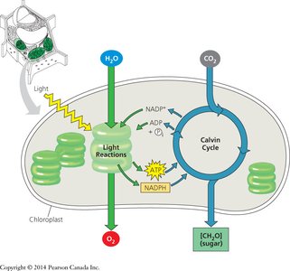 Excitation of isolated chlorophyll molecule and fluorescence
