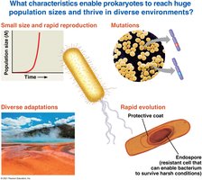 Characteristics enabling prokaryotes to thrive