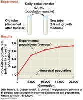 Experimental evolution in E. coli