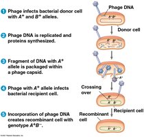 Transduction process in bacteria