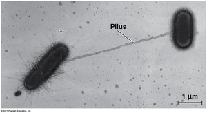 Bacterial conjugation via pilus