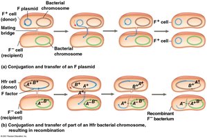 Conjugation and transfer of F plasmid
