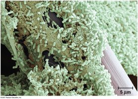 Biofilm structure on a surface